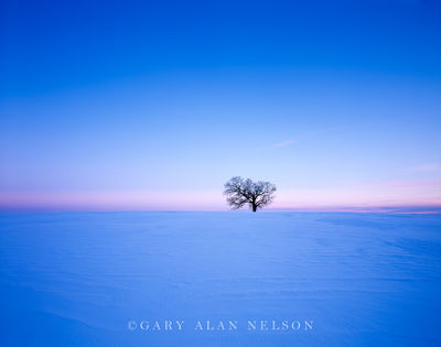 Exposed Oak Tree print
