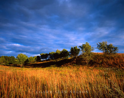 Prairie Grasses on Swell print
