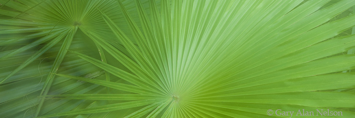 FL-10-39P-NP Saw palmetto frond, Everglades National Park, Florida