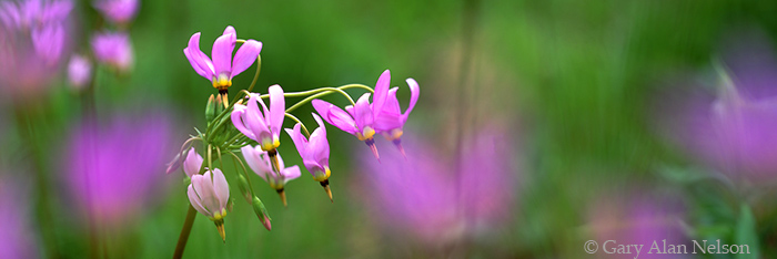 IA-99-2P-WF A field of shooting star (dodacatheon meadia) in Cedar County, Iowa