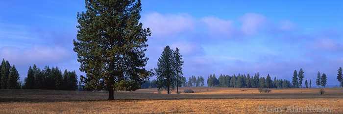 ID-03-1P-NHT Weippe Prairie, Nez Perce National Historic Park, Lewis and Clark National Historic Trail, Idaho