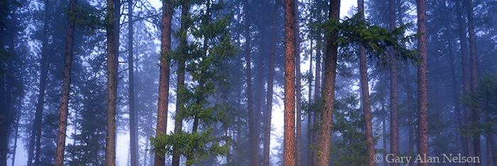 ID-03-3P-NHT Pines and grasses on the Lolo Trail, Nez Perce National Forest, Lewis and Clark National Historic Trail, Idaho