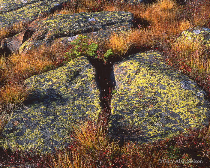ME-96-28-NP Lichen covered granite  and grasses on Cadillac Moountain, Acadia National Park, Maine