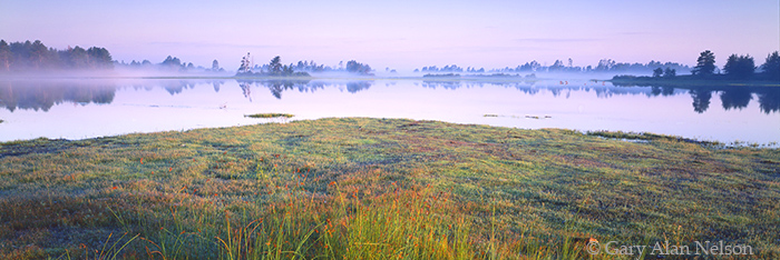 MI-95-13P-WA RUSHES AND FOG AT SENEY NATIONAL WILDLIFE REFUGE, UPPER PENINSULA, MICHIGAN