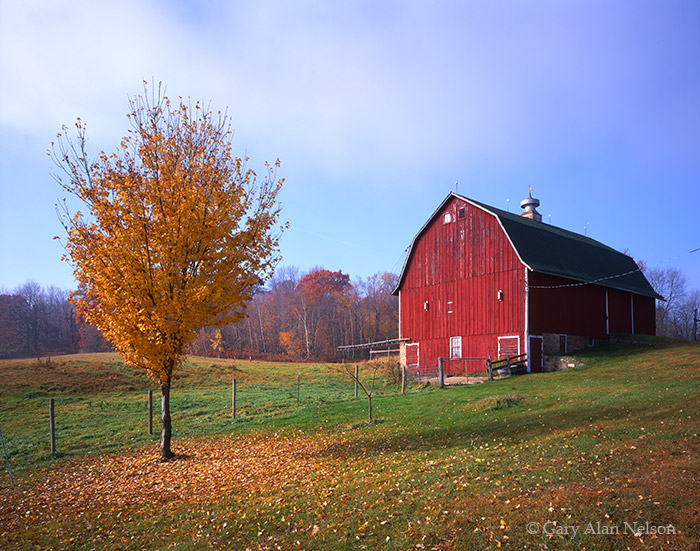 &nbsp;MN-00-106-RU Red barn and maple tree in the St. Croix River Valley, Washington County, Minnesota.
