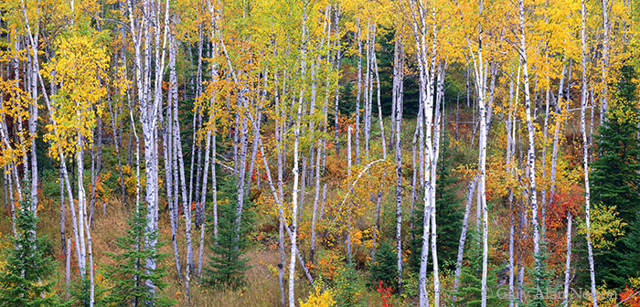 MN-00-62P-SP Change of seasons in Judge Magney State Park, North Shore of Lake Superior, Minnesota