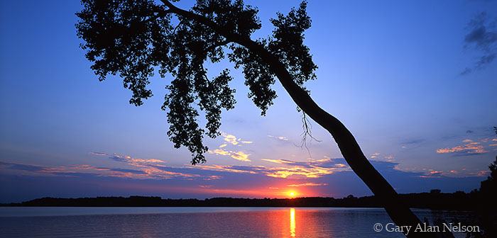 MN-00-77P-SC Leaning tree over Sakatah Lake, Le Sueur County, Minnesota