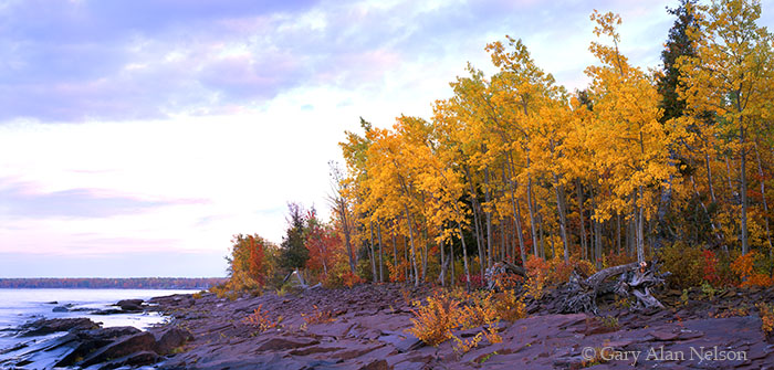 MI-02-22P-SP Aspens on the shoreline of Lake Superior, Porcupine Mountains State Park, Michigan