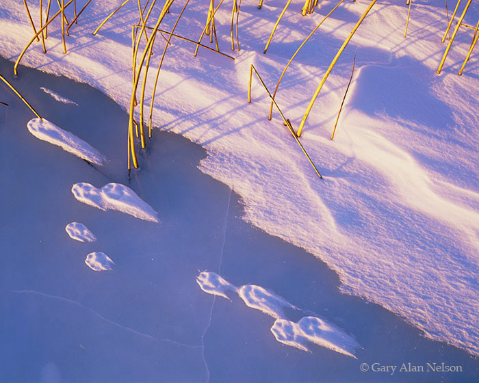 MN-04-1-WA Windblown fox tracks, bullrushes and ice on Ringo Lake, Kandiyohi County, Minnesota