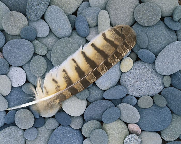 MN-04-146-LS Owl feather on surf smoothed stones, north shore of Lake Superior, Minnesota