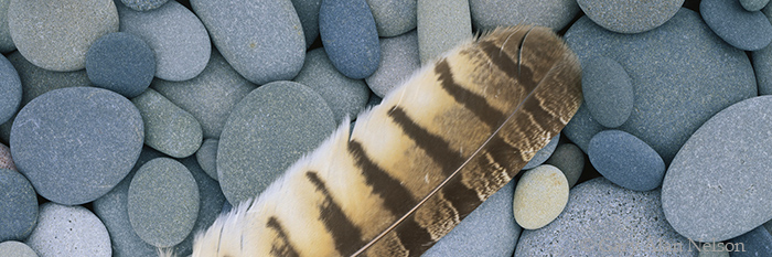 MN-04-146P-LS Owl feather on surf smoothed stones, shore of Lake Superior, Minnesota