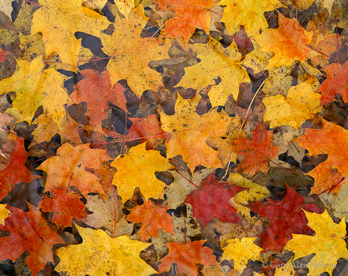 MN-04-166-SP Maple leaves, Mille Lacs Kathio State Park, Minnesota