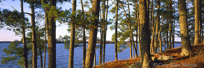 MN-04-31P-NP White pines on the shore of Kabetogema Lake, Voyageurs National Park, Minnesota