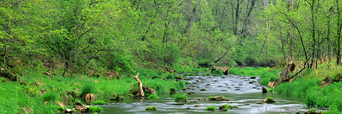 MN-04-39P-SP Whitewater River surrounded by spring foilage, Whitewater State Park, Minnnesota