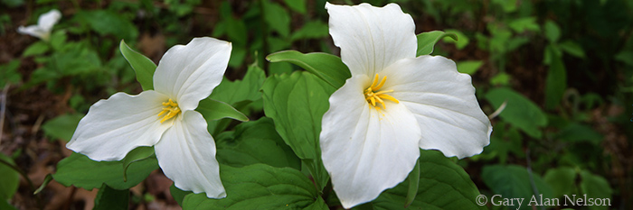 MN-04-57P-WF Carpet of white trillium in the Blackhoof River State Wildlife Management Area, Minnesota