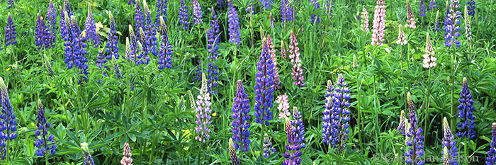 MN-04-74P-WF A patch of various colored lupines along the north shore of Lake Superior, Minnesota