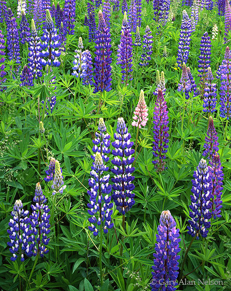 MN-04-75-WF A field of lupines near the north shore of Lake Superior, Minnesota