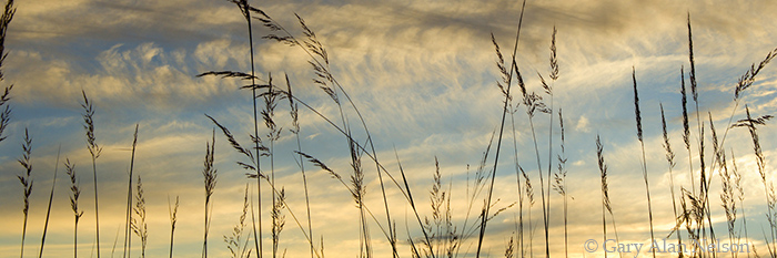 MN-07-P-PR Indian grass at dusk on the prairie, Fort Ridgely State Park, Minnesota