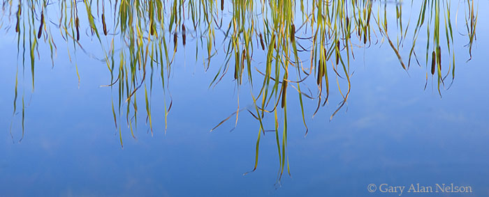 MN-08-127P-LK Cattails reflecting in Moon Lake, Clearwater County, Minnesota