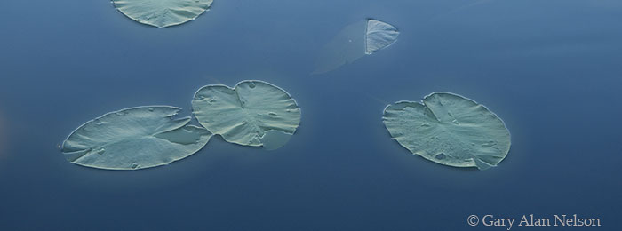 MN-08-98P-LK Water lilies on Moon Lake, St. Louis County, Minnesota