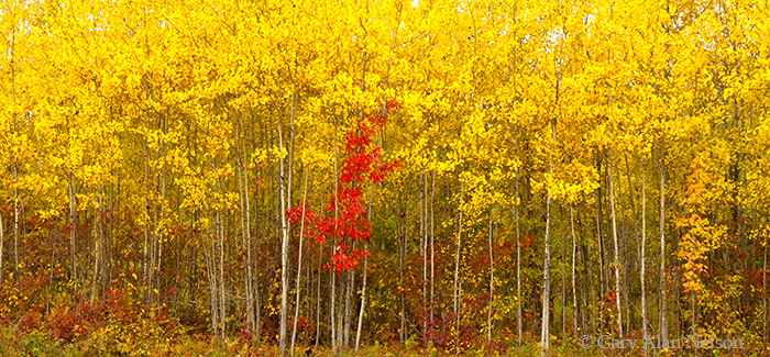 MN-09-328-NF Lone maple in a sea of aspens, Chippewa National Forest, Minnesota&nbsp;