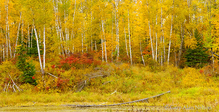 MN-09-398-NF Autumn colors in Chippewa National Forest, Minnesota.&nbsp;