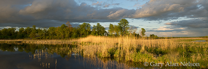 MN-12-68-WA Cattail marsh and clouds over Carlos Avery Wildlife Management Area, Minnesota