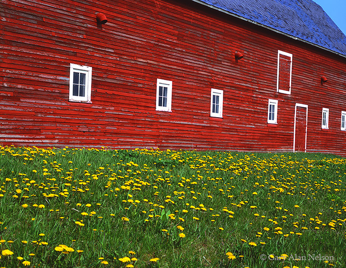 &nbsp;MN-91-11-FM Red barn and dandelions, Nicollet County, Minnesota.