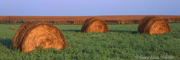 MN-91-26P-FM BALES OF STRAW DURING EARLY MORNING, DOUGLAS COUNTY, MINNESOTA