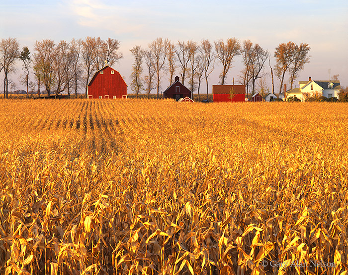 Fields of Corn and Farm Sleepy Eye, Minnesota Gary Alan Nelson