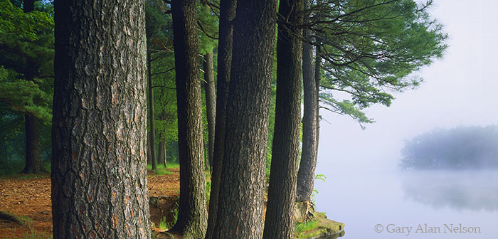 MN-93-75P-SP White Pines along the St. Croix National Scenic River, William O' Brien State Park, Minnesota