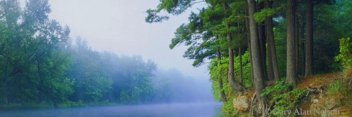 MN-93-77P-SP White Pines and fog towering over the St. Croix National Scenic River, Minnesota, Wisconsin