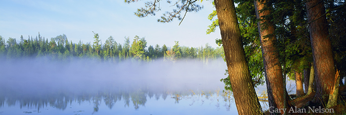 MN-93-91P-SP Red and white pine trees rise above morning fog on Coon Lake, Scenic State Park, Minnesota