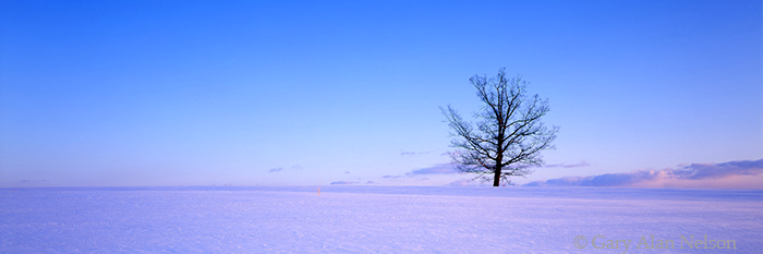MN-94-10P-SC Oak tree in a state of nature, on a frozen and windblown prairie in central Minnesota
