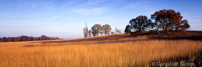 MN-96-67P-SP Prairie grass and oak trees, oak savannah, Afton State Park, Minnesota