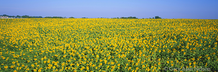MN-97-107P-WA Sunflowers and sky, Clay County, Minnesota