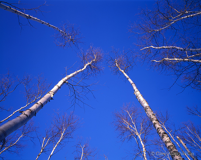 MN-97-20-SP Naked birch trees reaching out to the blue skies, Superior National Forest, Minnesota