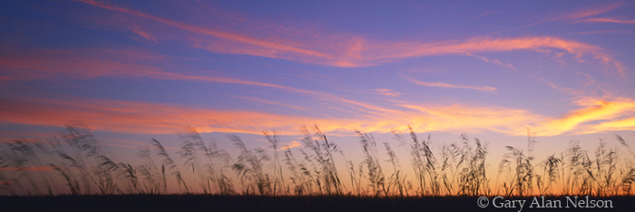 MN-97-56P-RU Twisting brome grasses at dusk, Minnesota