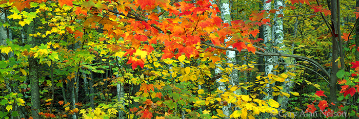 MN-98-80P-SP Colors in a hardwood forest, Banning State Park, Minnesota