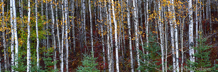 MN-98-82P-WA Aspen and spruce trees in the Blackhoof River State Wildlife Area, Carlton County, Minnesota