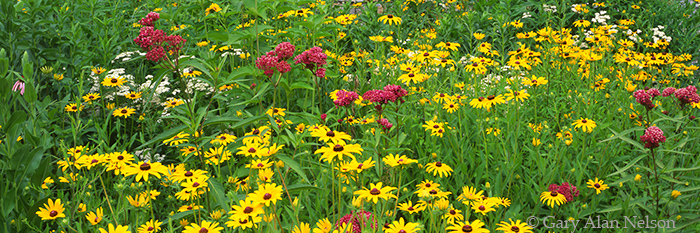 MN-99-18P-CI Native prairie flowers at Como Park, St. Paul, Minnesota