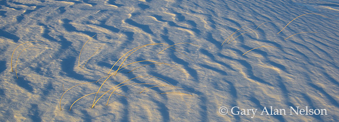 Sculptured snow and prairie grasses, Otter Tail Prairie SNA, Minnesota