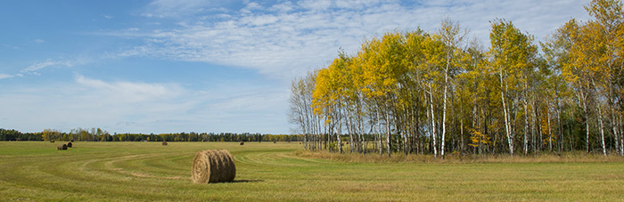 Hay bales and aspens, Minnesota