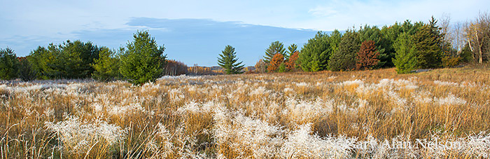 Hoar frost covering prairie grasses, Carlos Avery Wildlife Management Area, Minnesota