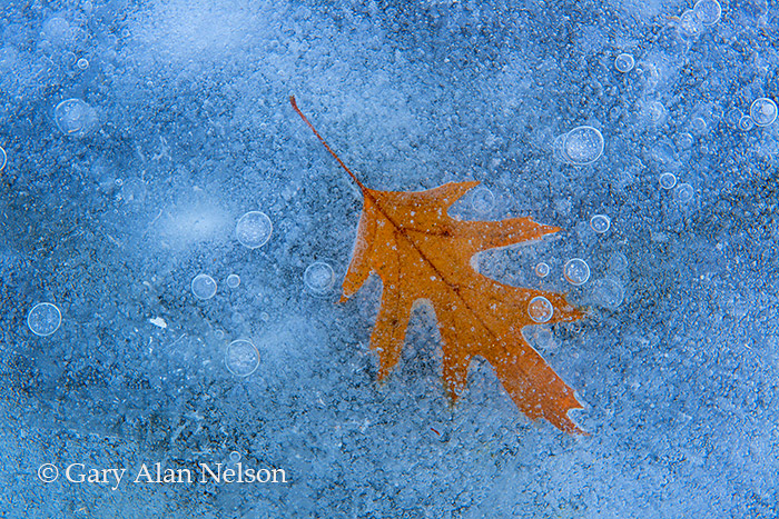 Oak leaf suspended in ice, Allemansratt Park, Minnesota
