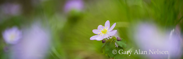 Rue Anemone (Thalictrum thalictroides), Intertate State Park, St. Croix National Scenic Riverway, Minnesota