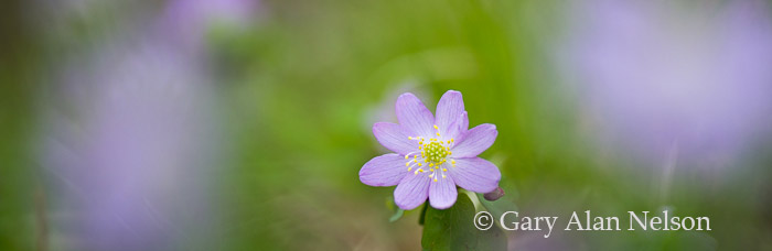 Rue Anemone (Thalictrum thalictroides), Intertate State Park, St. Croix National Scenic Riverway, Minnesota