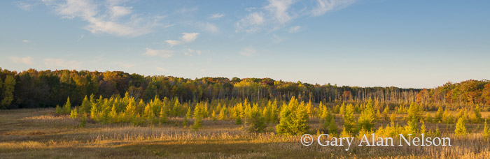 Tamarack trees in marsh, Carlos Avery Wildlife Management Area, Minnesota