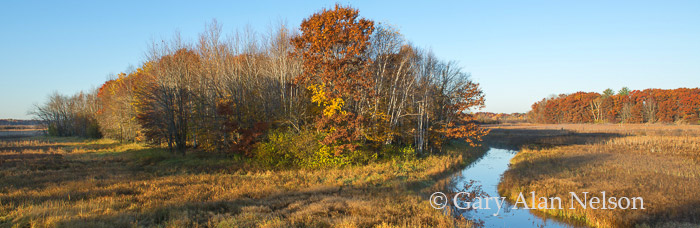 Mudd Creek in autumn, Carlos Avery Scientific and Natural Area, Minnesota