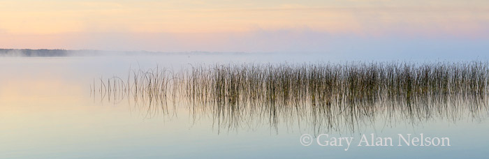 Bulrushes at dawn, Lake Mary, Douglas County, Minnesota